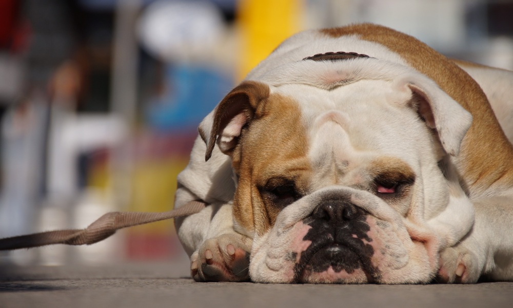 bulldog-sleeping-outside