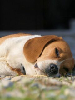 cropped-white-and-tan-dog-sleeping-outside.jpeg