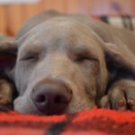 dog-sleeping-with-ear-up