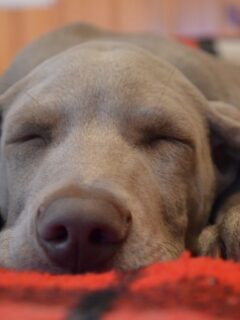 dog-sleeping-with-ear-up