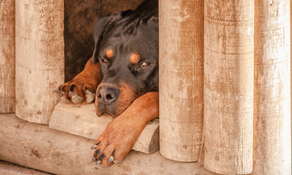rottweiler-asleep-outside-in-wooden-structure