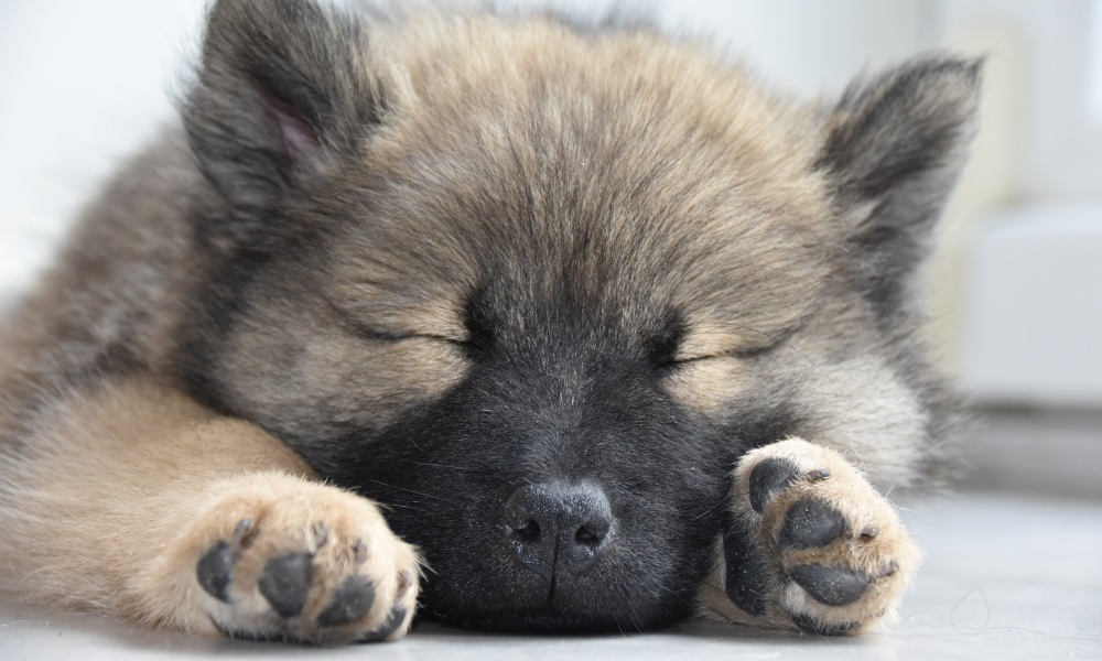 sleeping-puppy-close-up