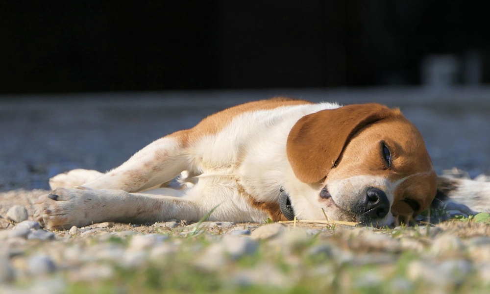 white-and-tan-dog-sleeping-outside