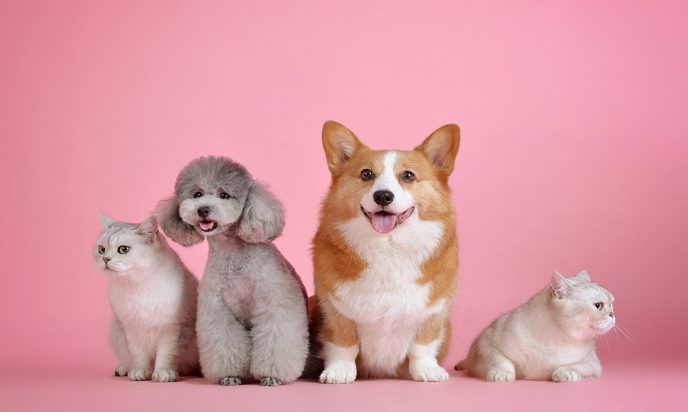 The Best Small Dog Breeds